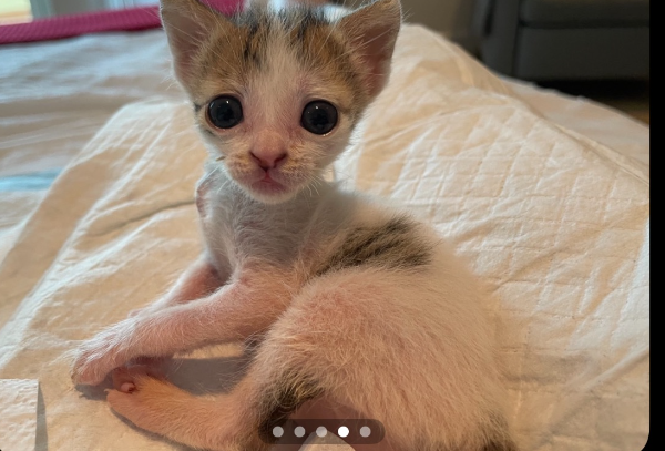 cat