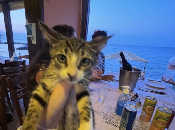 cat