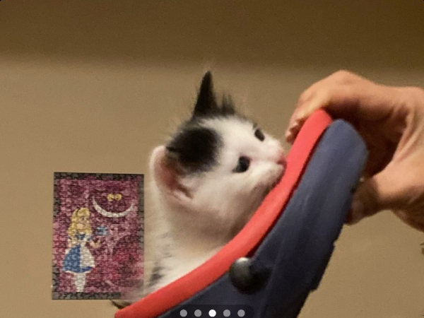 cat