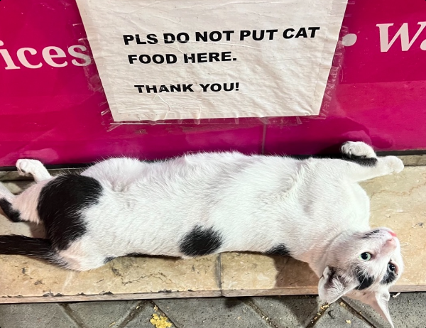 a cat encounter
