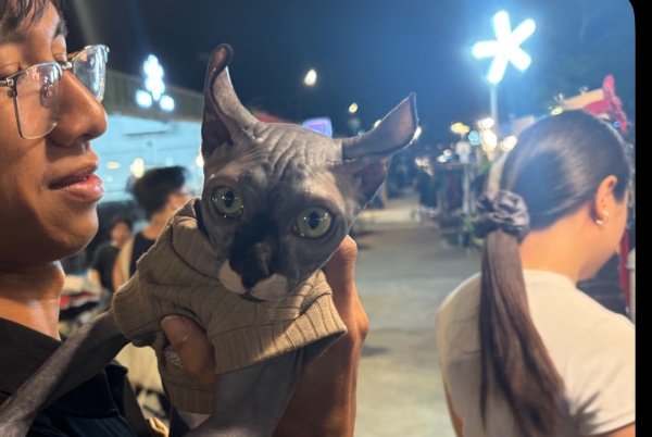 cat