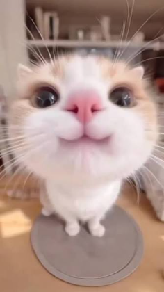 silly cat sticker
