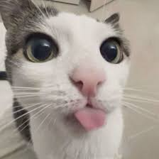 silly cat sticker