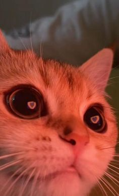 silly cat sticker