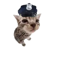 silly cat sticker