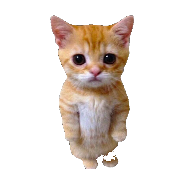 silly cat sticker