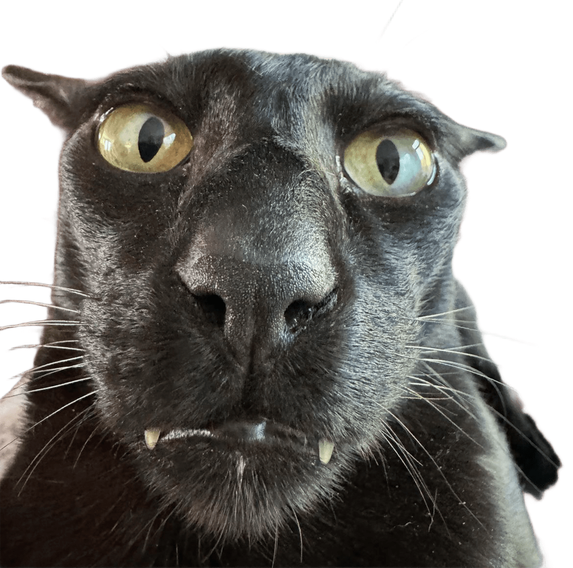 silly cat sticker