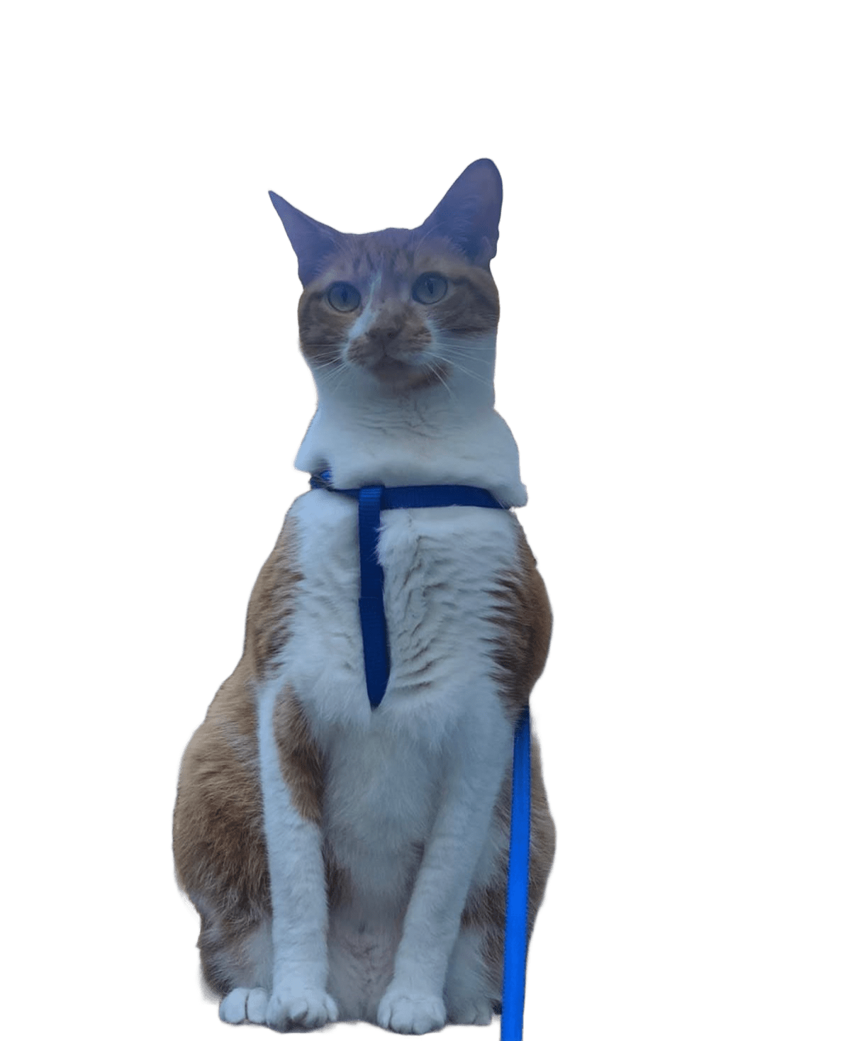 the owner's cat
